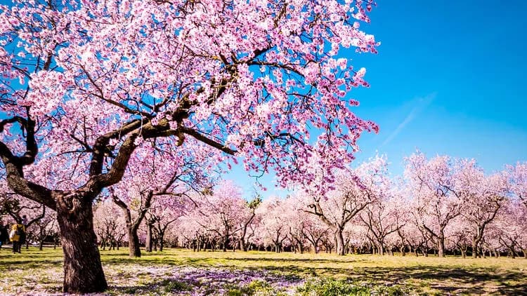 Quinta de los Molinos: parque historico y floracion de almendros Madrid