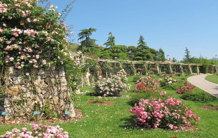 Rosaleda del Parc de Cervantes en primavera