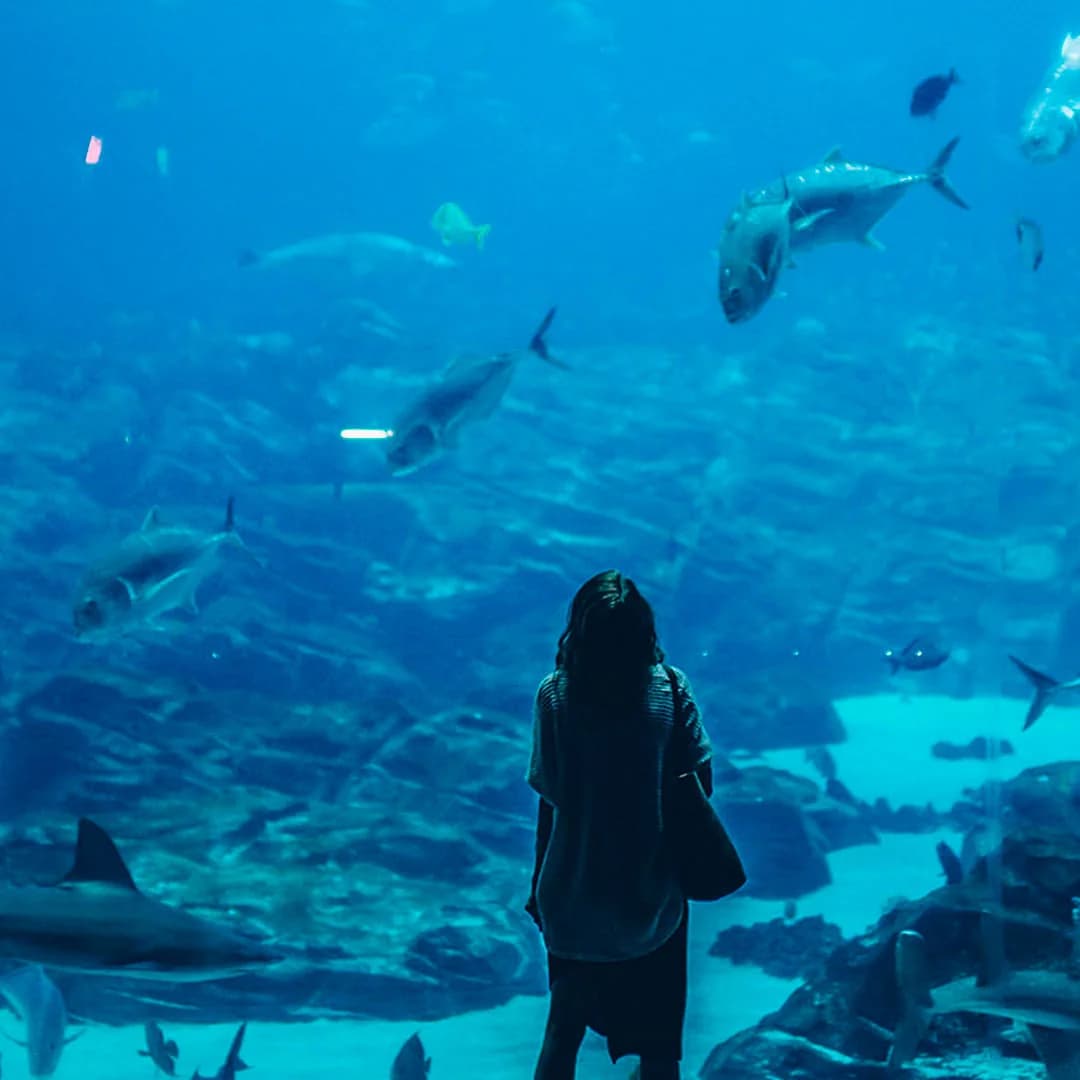 L'Aquàrium túnel submarino Port Vell Barcelona