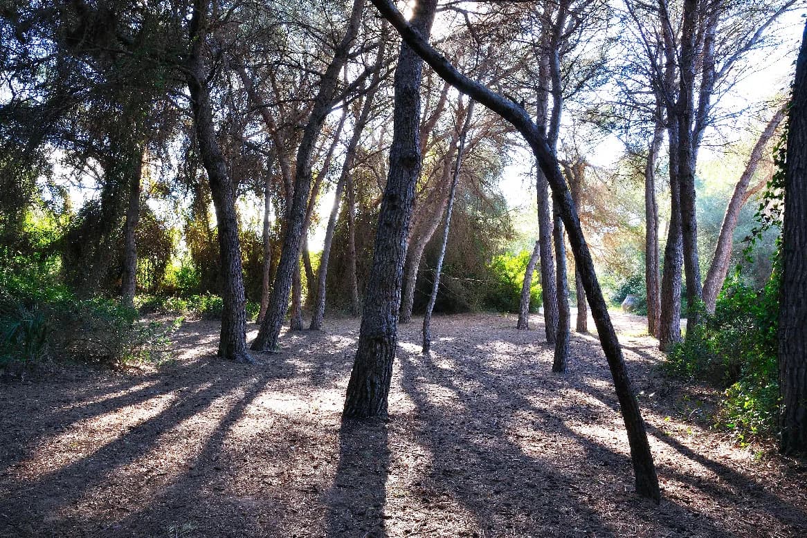 Bosque mediterráneo en la Dehesa del Saler