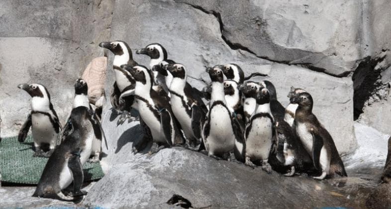 Pingüinos en Faunia