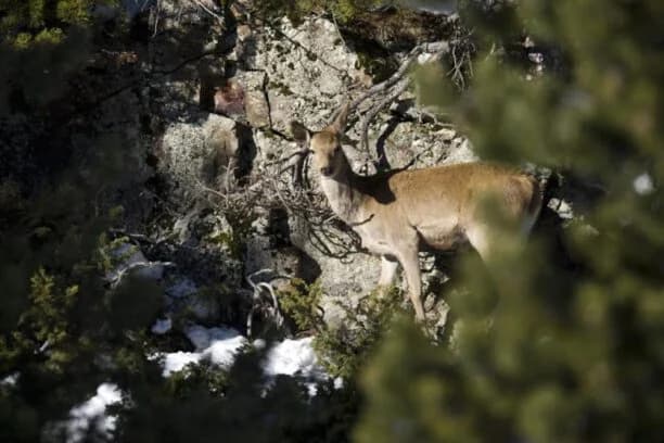 Granja animales Prat Conangle Naturland Andorra