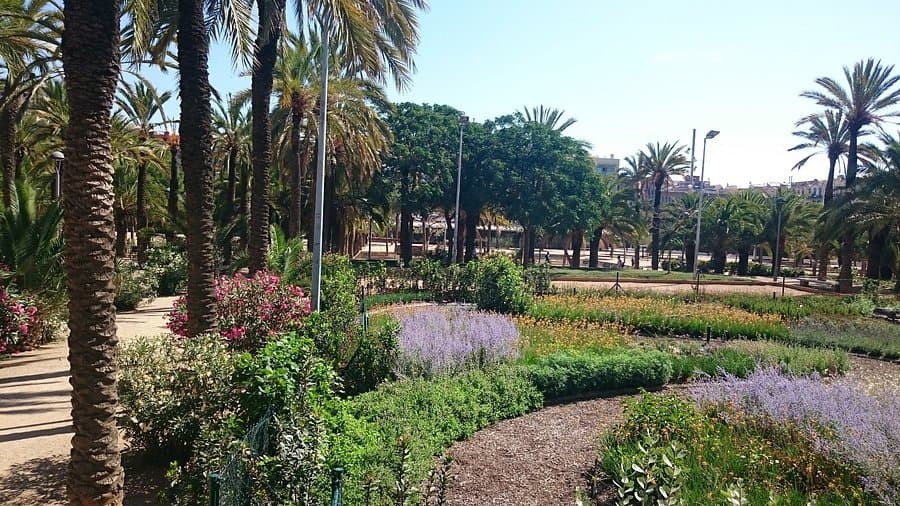 Palmeral y pinar del Parc de Joan Miró