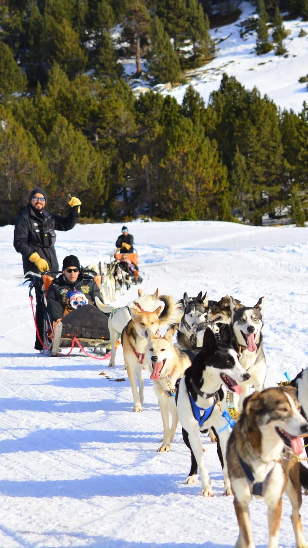 Mushing trineos huskies Grau Roig Andorra
