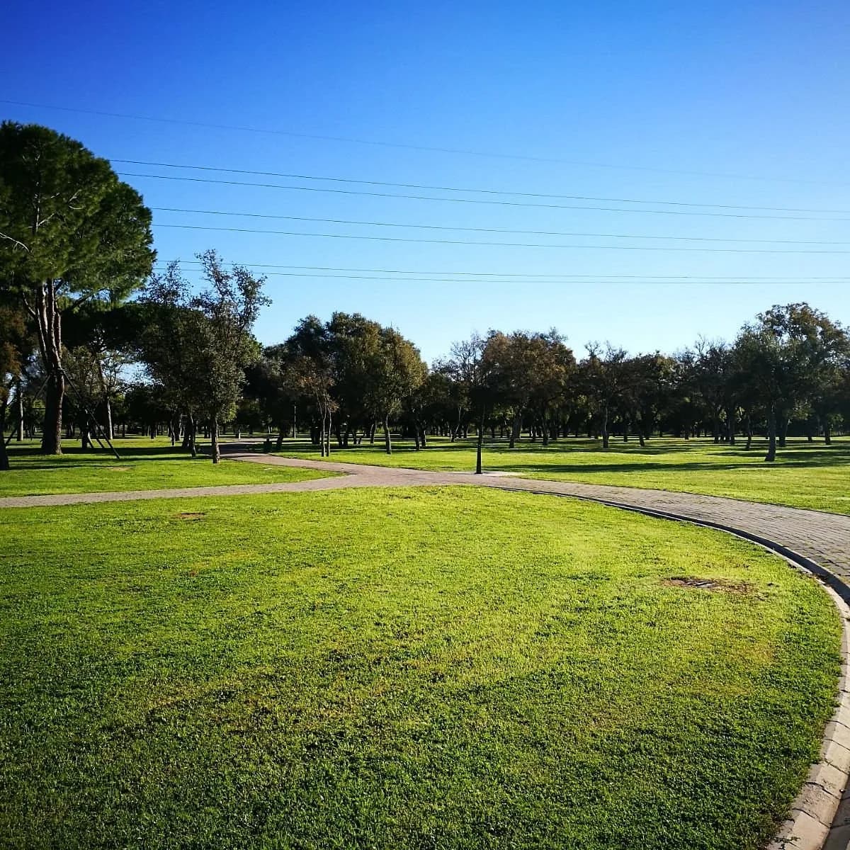 Vista amplia del Parque del Alamillo
