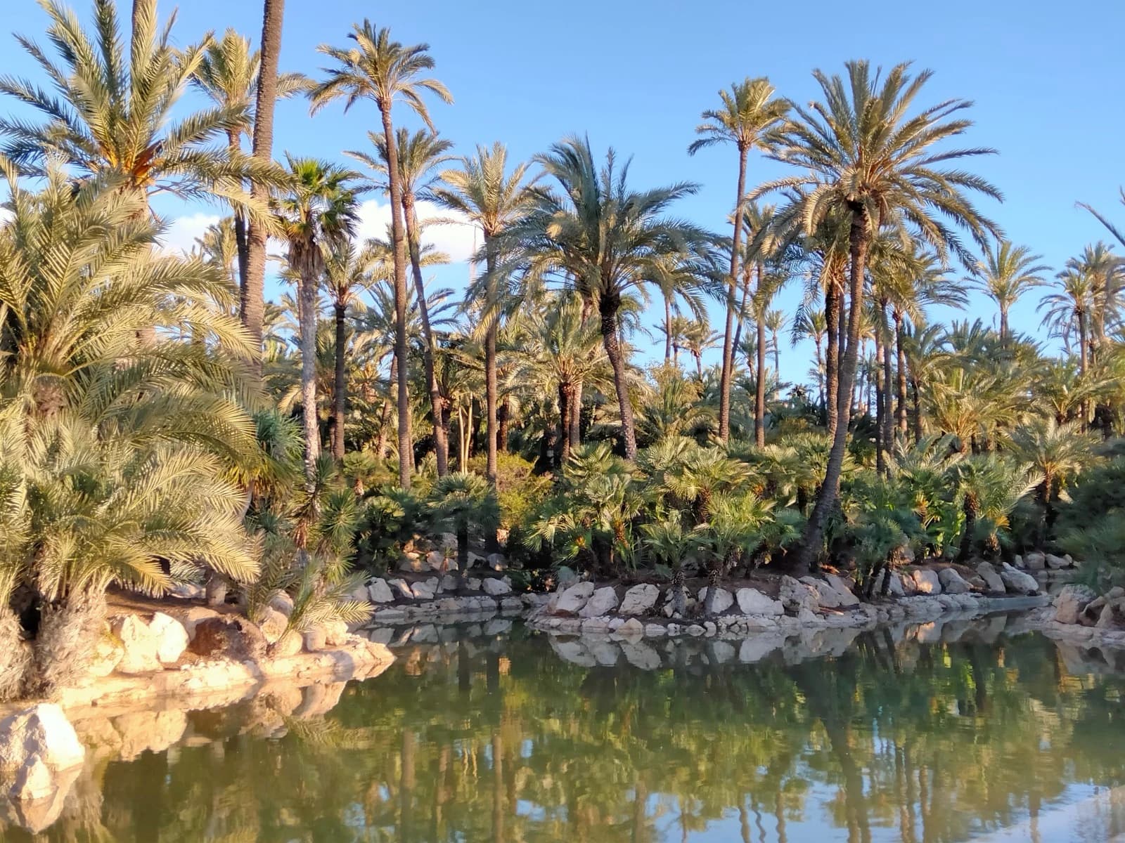 Imagen de Parque El Palmeral en Alicante