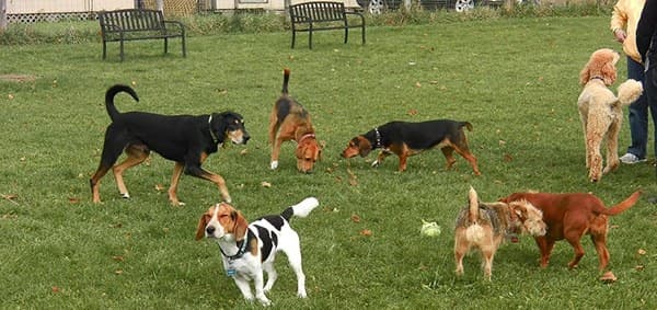 Zona canina del Parque Inés Rosales