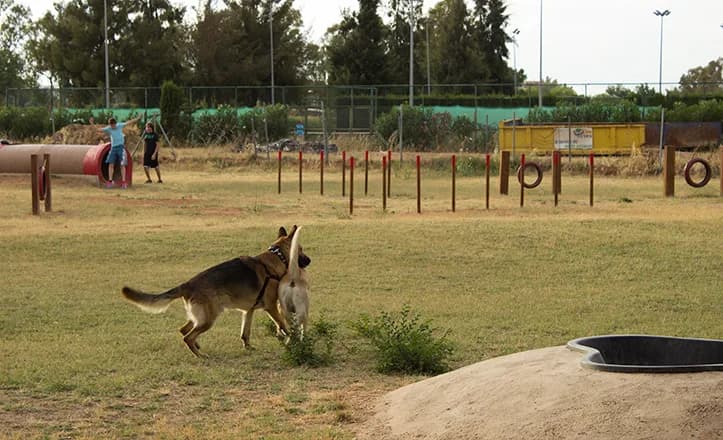 Circuito de agility en Parque de los Príncipes