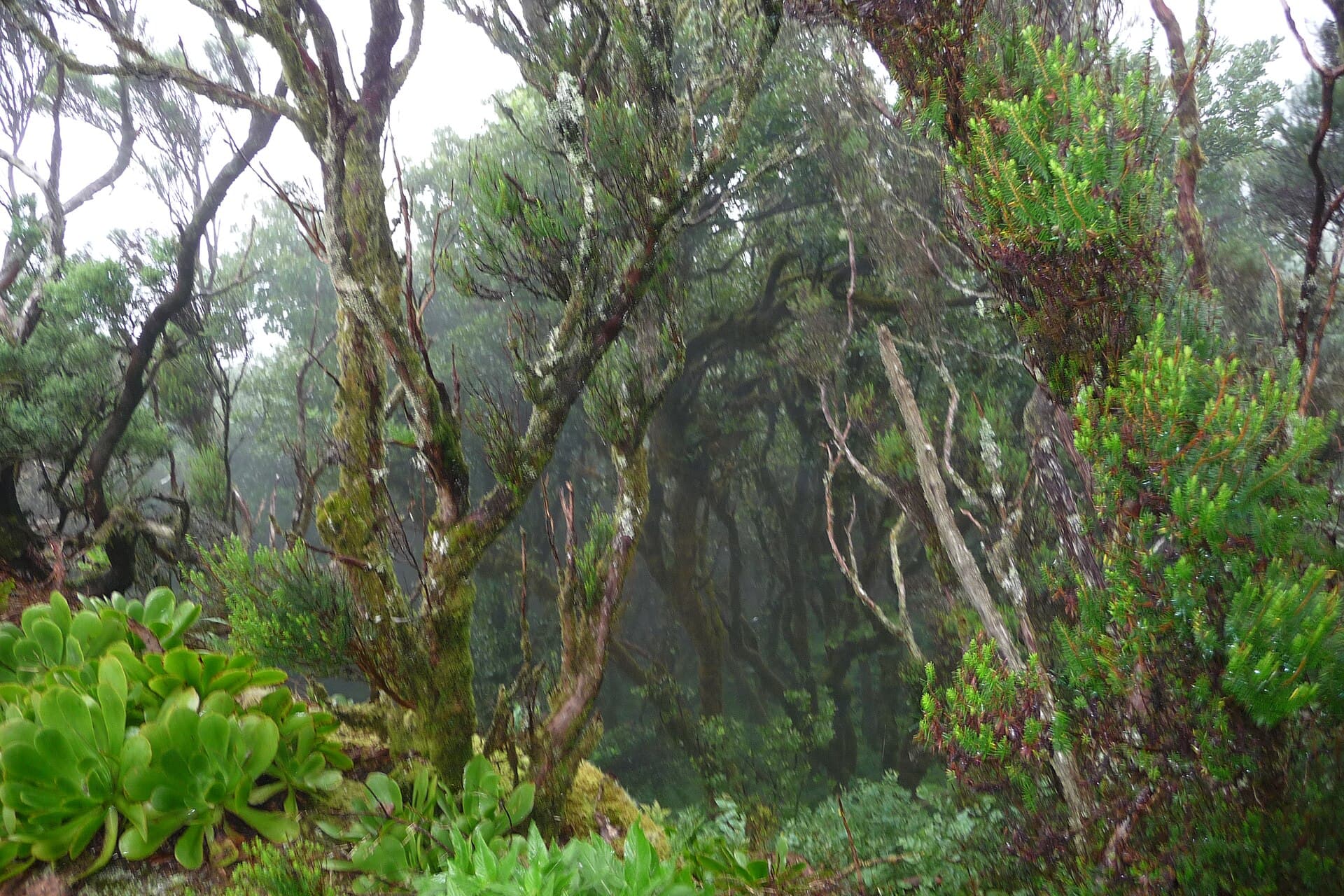 Sendero de El Pijaral (Tenerife)