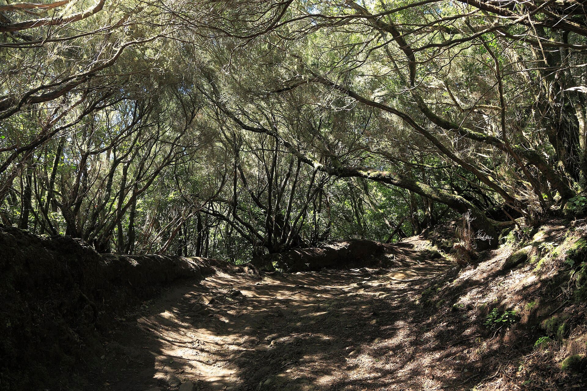 Sendero de los Sentidos (Tenerife)
