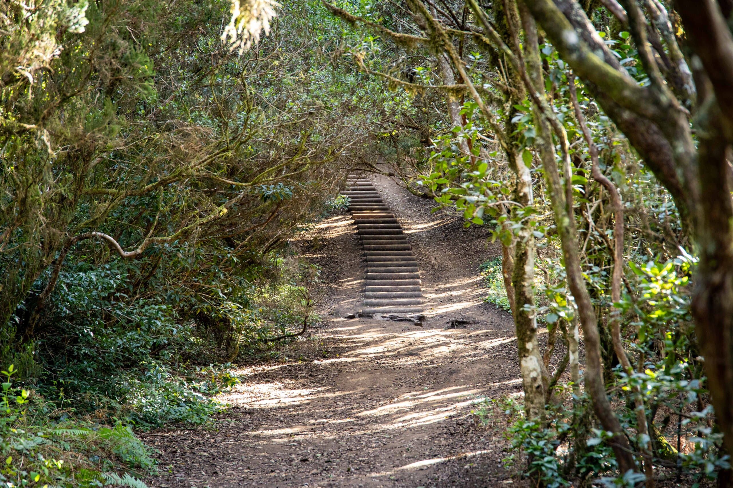 Sendero del Bosque de los Enigmas (Tenerife)