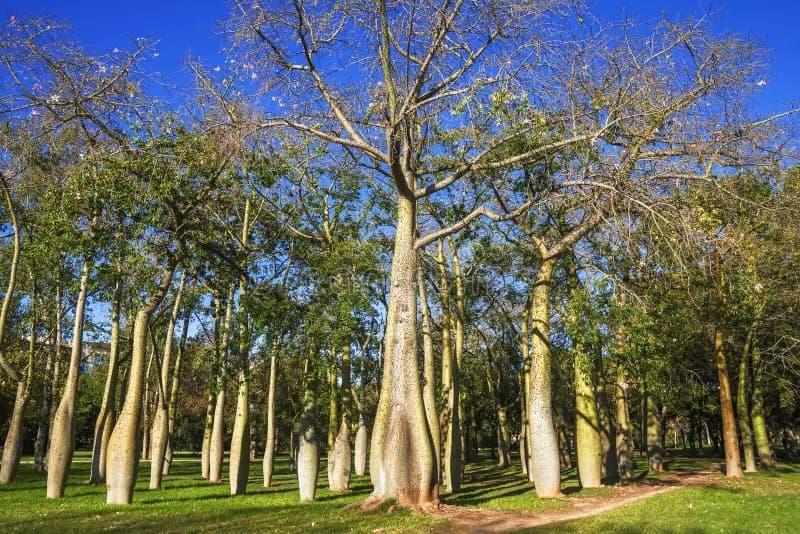 Árboles centenarios en Viveros