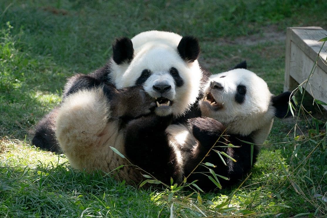 Pandas en Zoo Aquarium Madrid