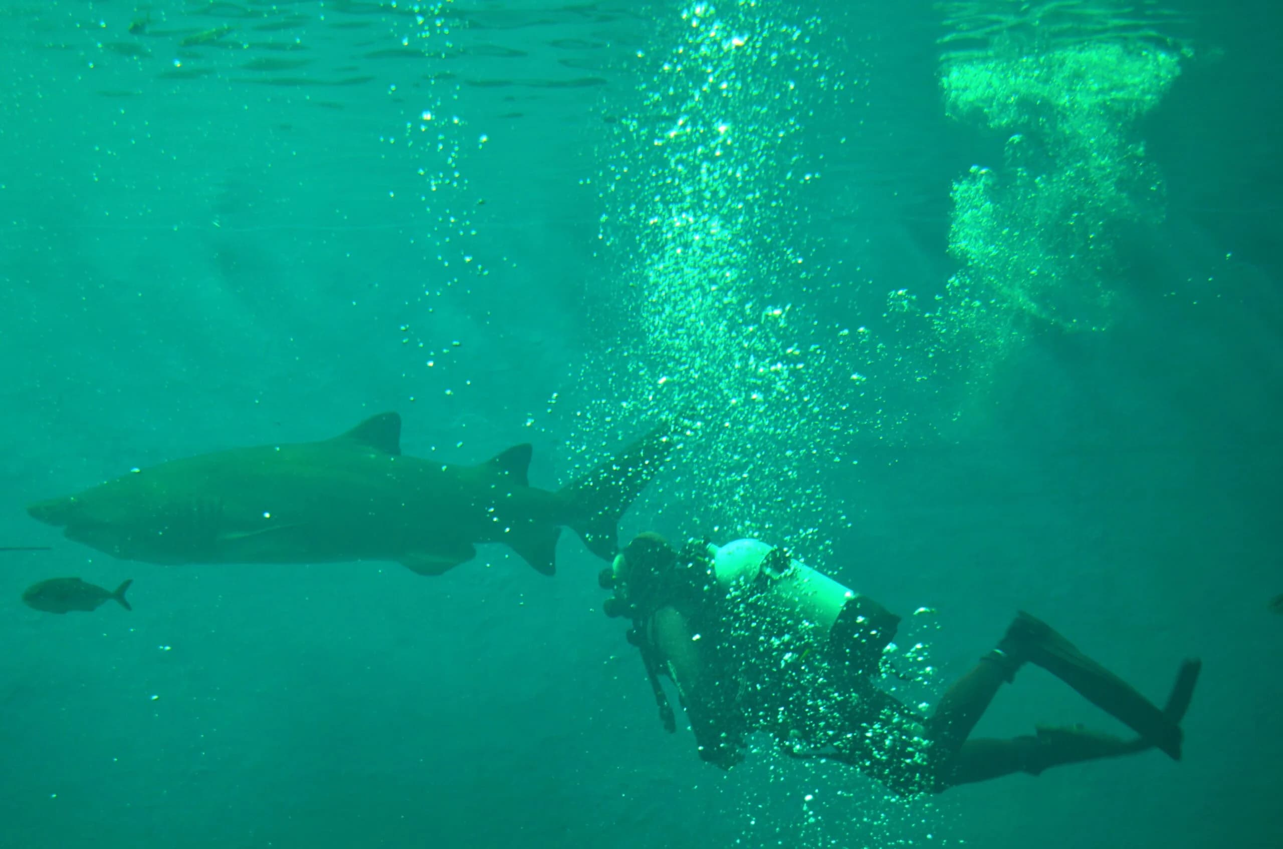 Acuario de Sevilla tanque tiburones