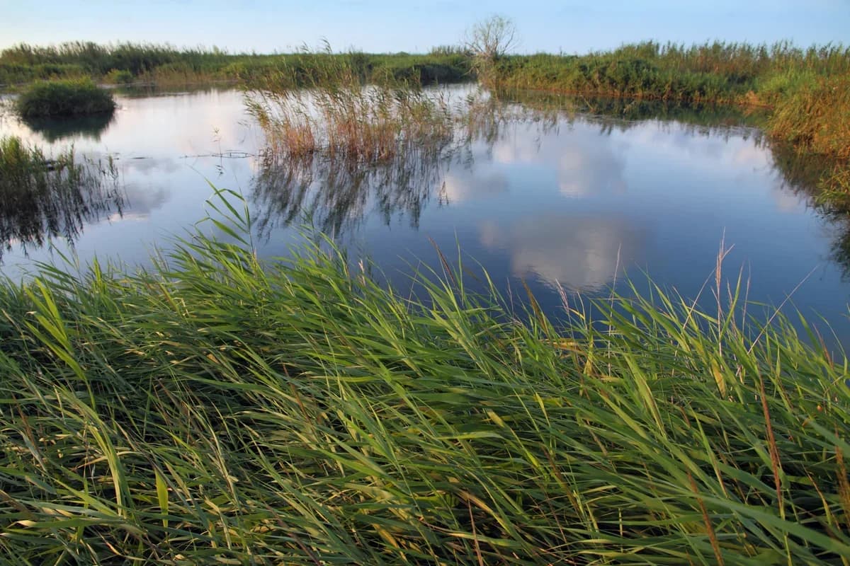 Parque Natural de l'Albufera Valencia