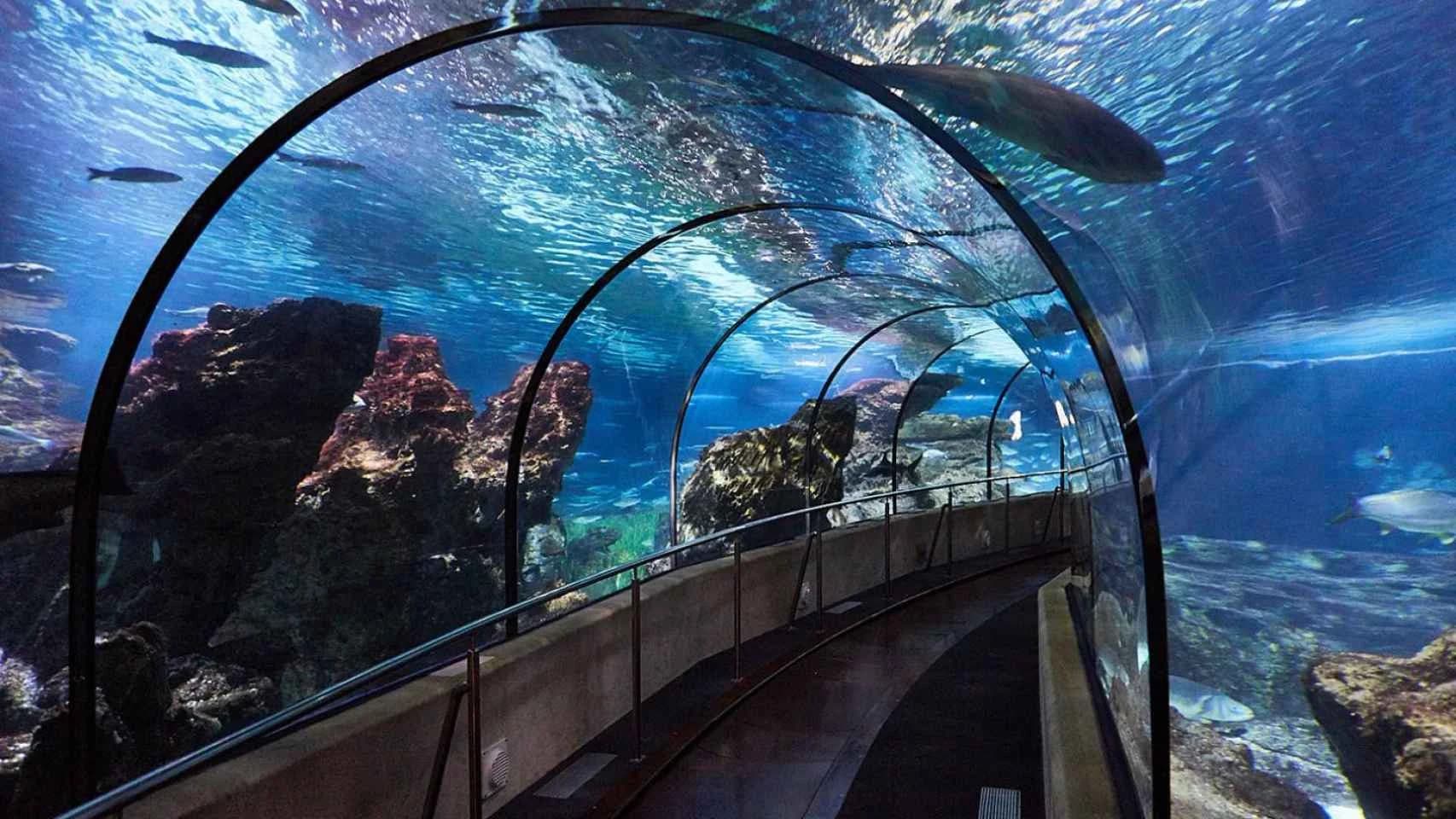 L'Aquarium Barcelona tunel tiburones
