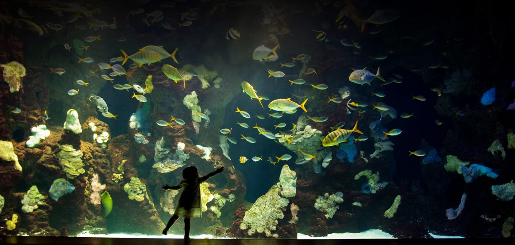 Imagen de Aquarium de San Sebastián en San Sebastián
