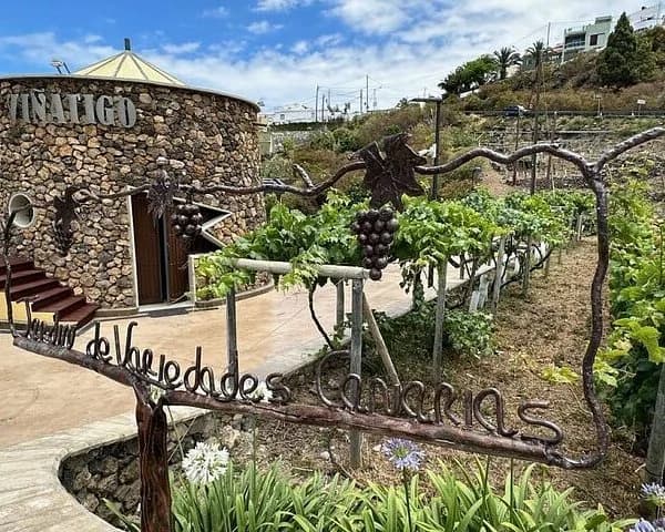Bodega El Lomo viñedo Tegueste Tenerife