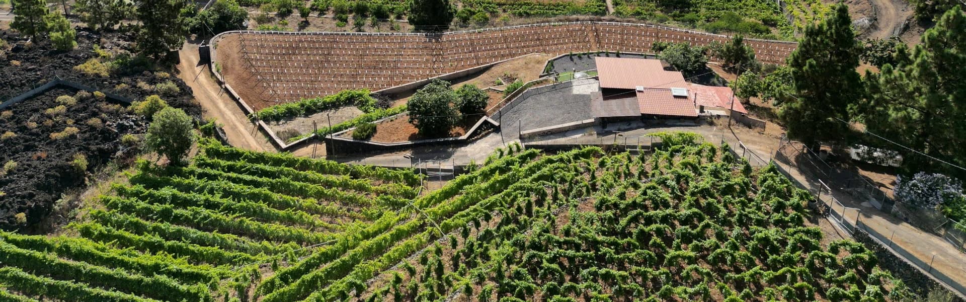 Bodegas Ferrera viñedo ecológico Arafo Tenerife