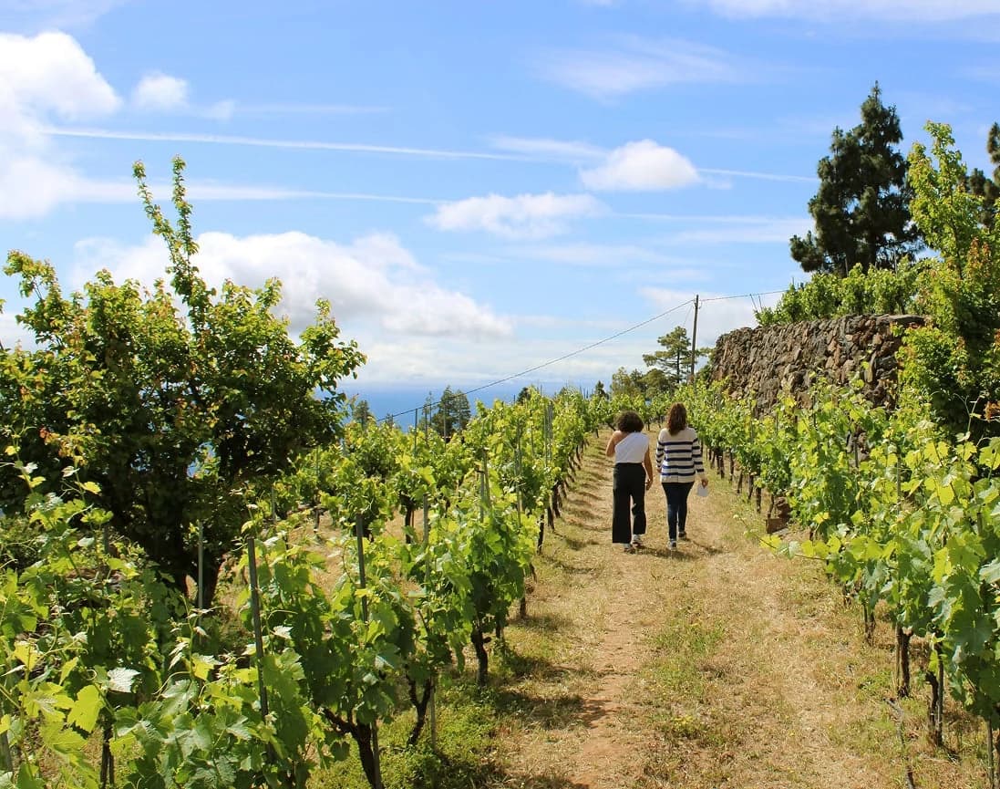 Imagen de Bodegas Ferrera en Tenerife