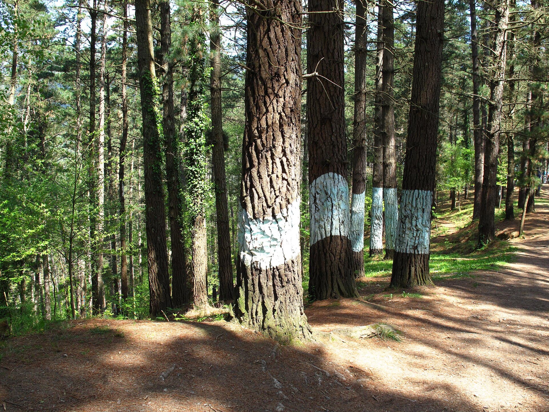 Bosque de Oma (Bilbao)