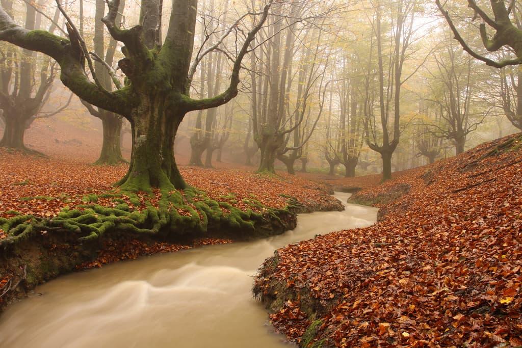 Hayedo de Otzarreta (Bilbao)