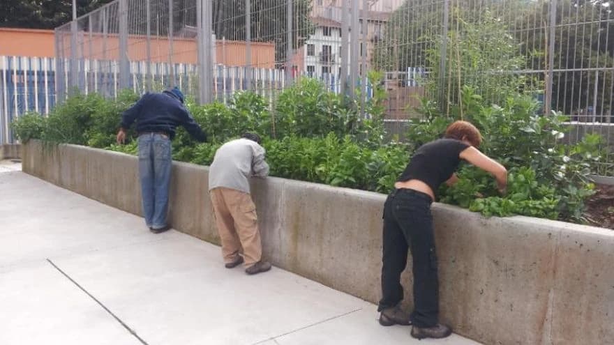 Imagen de Huerto urbano comunitario de San Fran en Bilbao