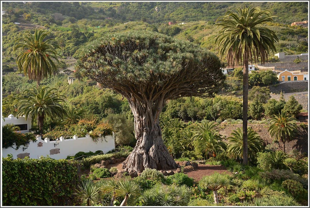 Icod de los Vinos (Tenerife)