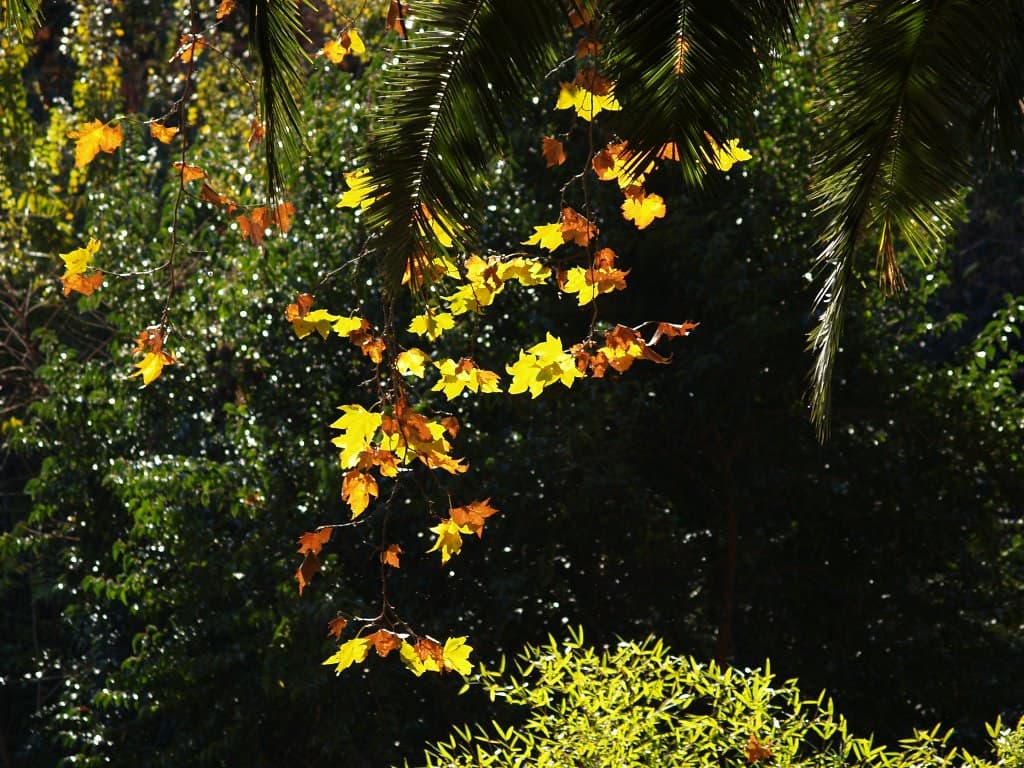 Jardín Botánico-Histórico La Concepción (Málaga)