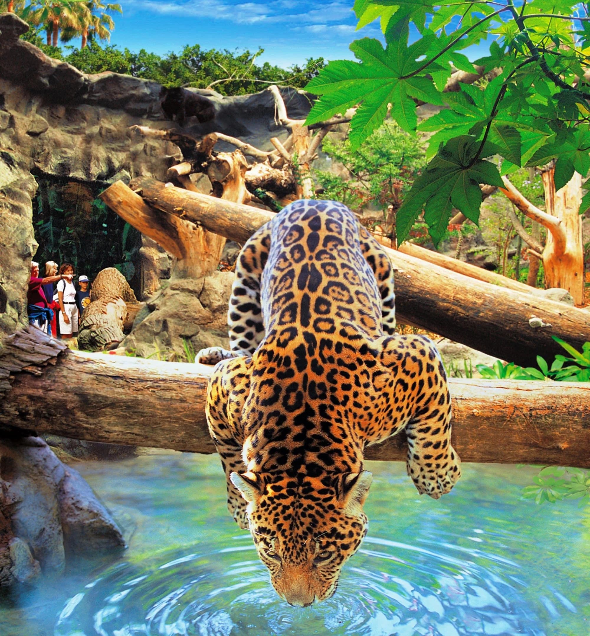 Loro Parque Puerto de la Cruz Tenerife zoológico