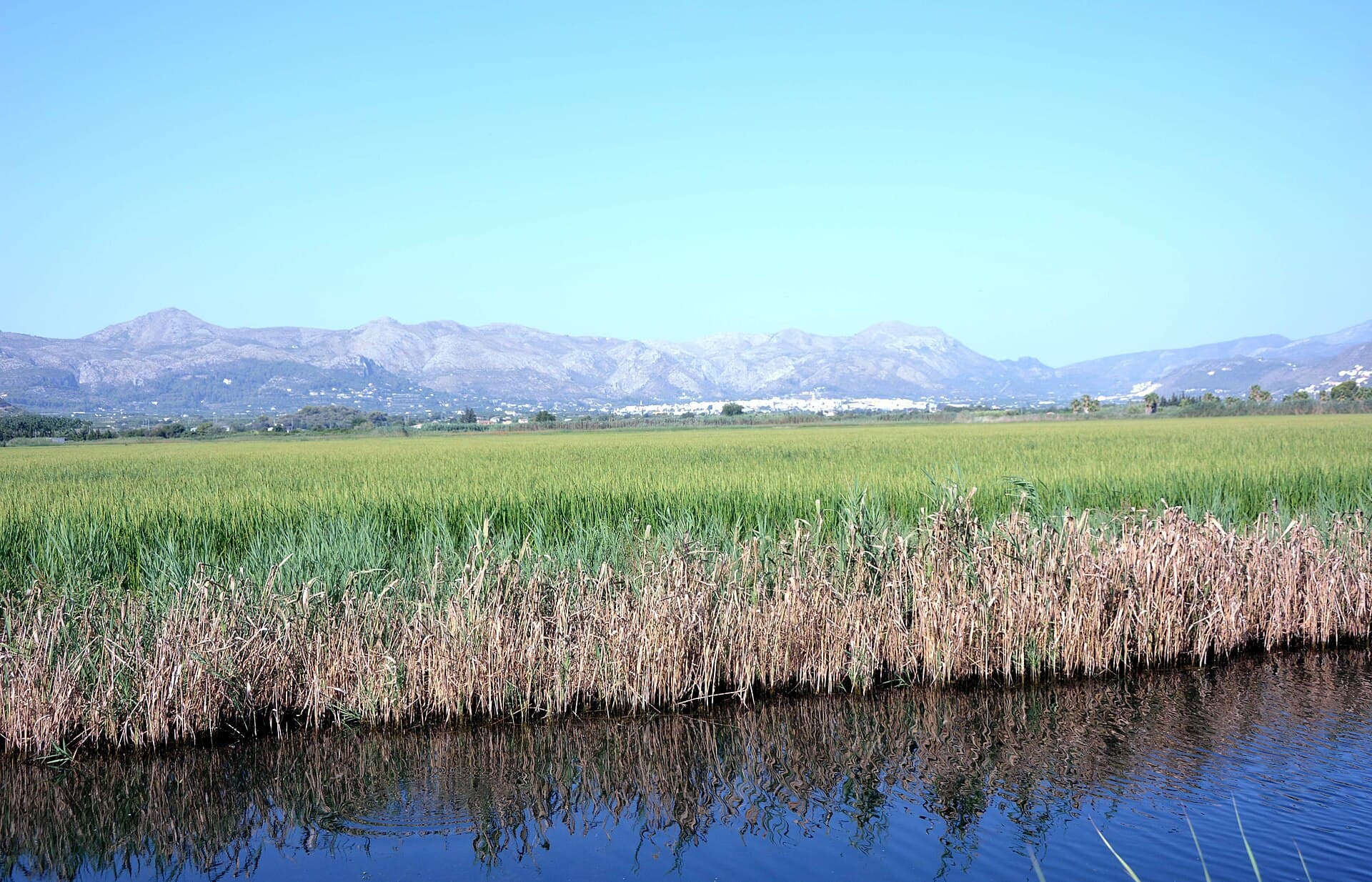 Marjal de Pego-Oliva (Alicante)