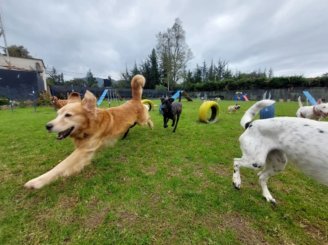 Parque Canino La Unión (La Unión Lunar) Malaga