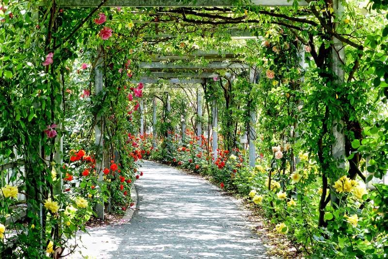 La Rosaleda del Parque del Oeste: Un Mar de Rosas Madrid