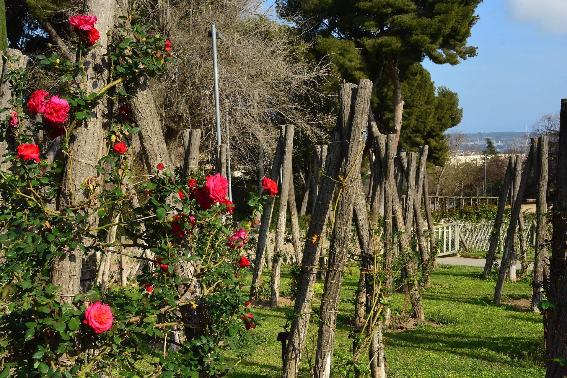 Roseraie del Parc Cervantes (Barcelona)