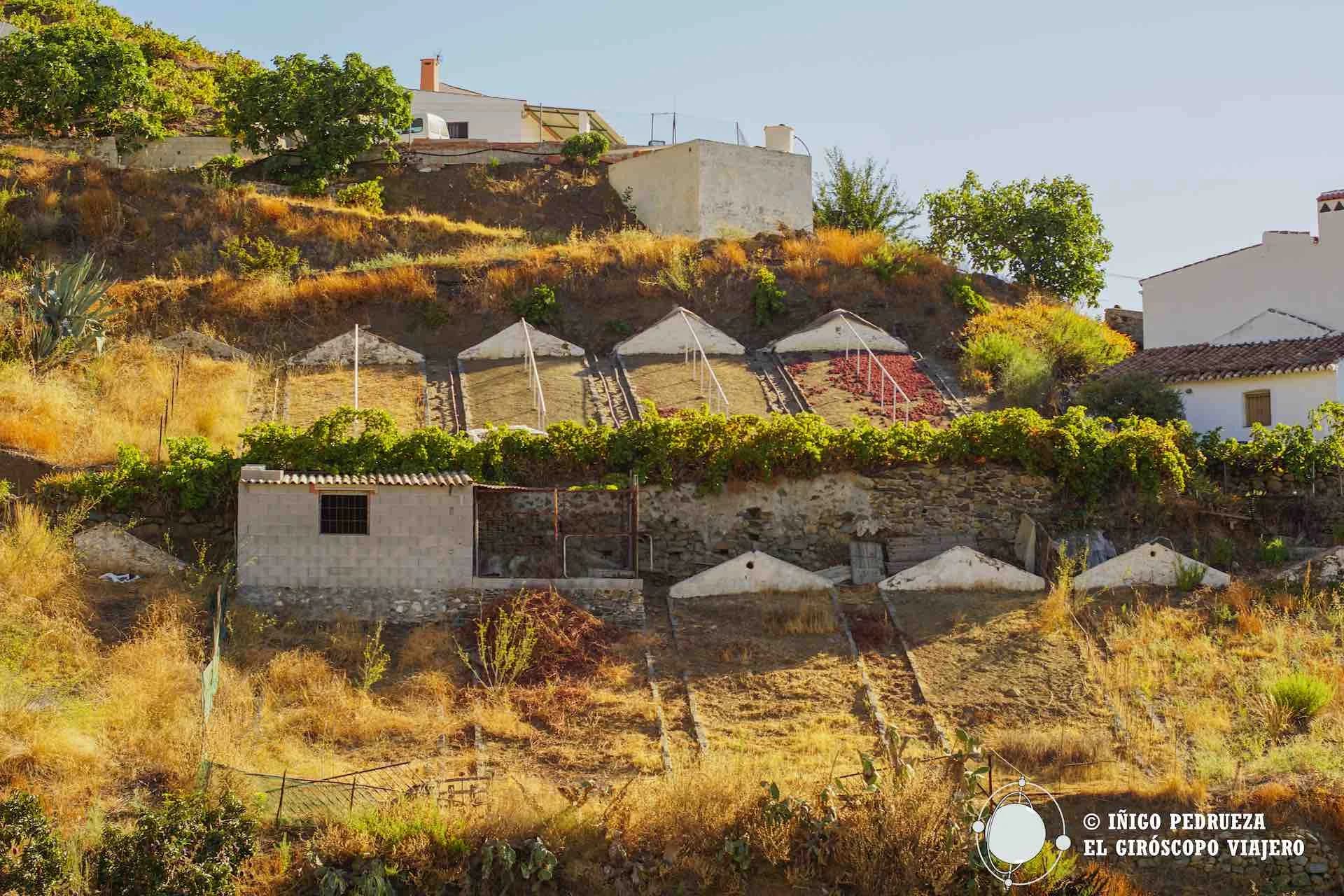 Ruta de la Pasa viñedos paseros Axarquía Málaga