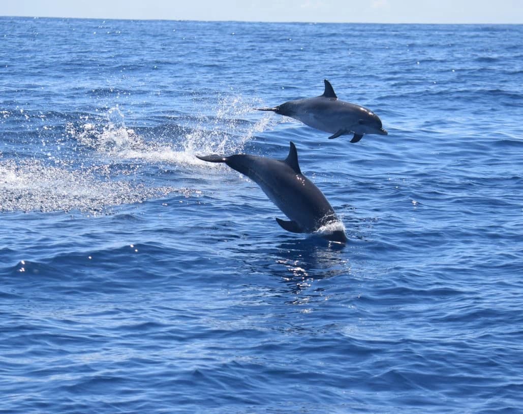 Imagen de Whale Watch Tenerife en Tenerife